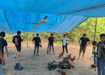 Gerebek Arena Sabung Ayam di Minut, Polisi Temukan Dugaan Keterlibatan Kepala Lingkungan Setempat
