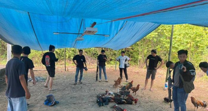 Gerebek Arena Sabung Ayam di Minut, Polisi Temukan Dugaan Keterlibatan Kepala Lingkungan Setempat