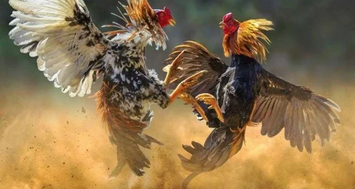 Polisi Grebek Lokasi Diduga Sabung Ayam di Nganjuk