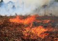 Karhutla di Aceh Barat Meluas, BPBD Kerahkan Tim Reaksi Cepat ke Lokasi Titik Api