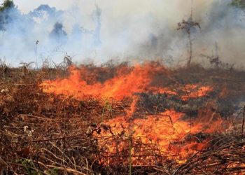 Karhutla di Aceh Barat Meluas, BPBD Kerahkan Tim Reaksi Cepat ke Lokasi Titik Api