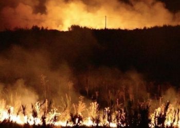 Tragedi Kebakaran Hutan di Chili: 19 Orang Tewas, Presiden Tetapkan Status Darurat Bencana